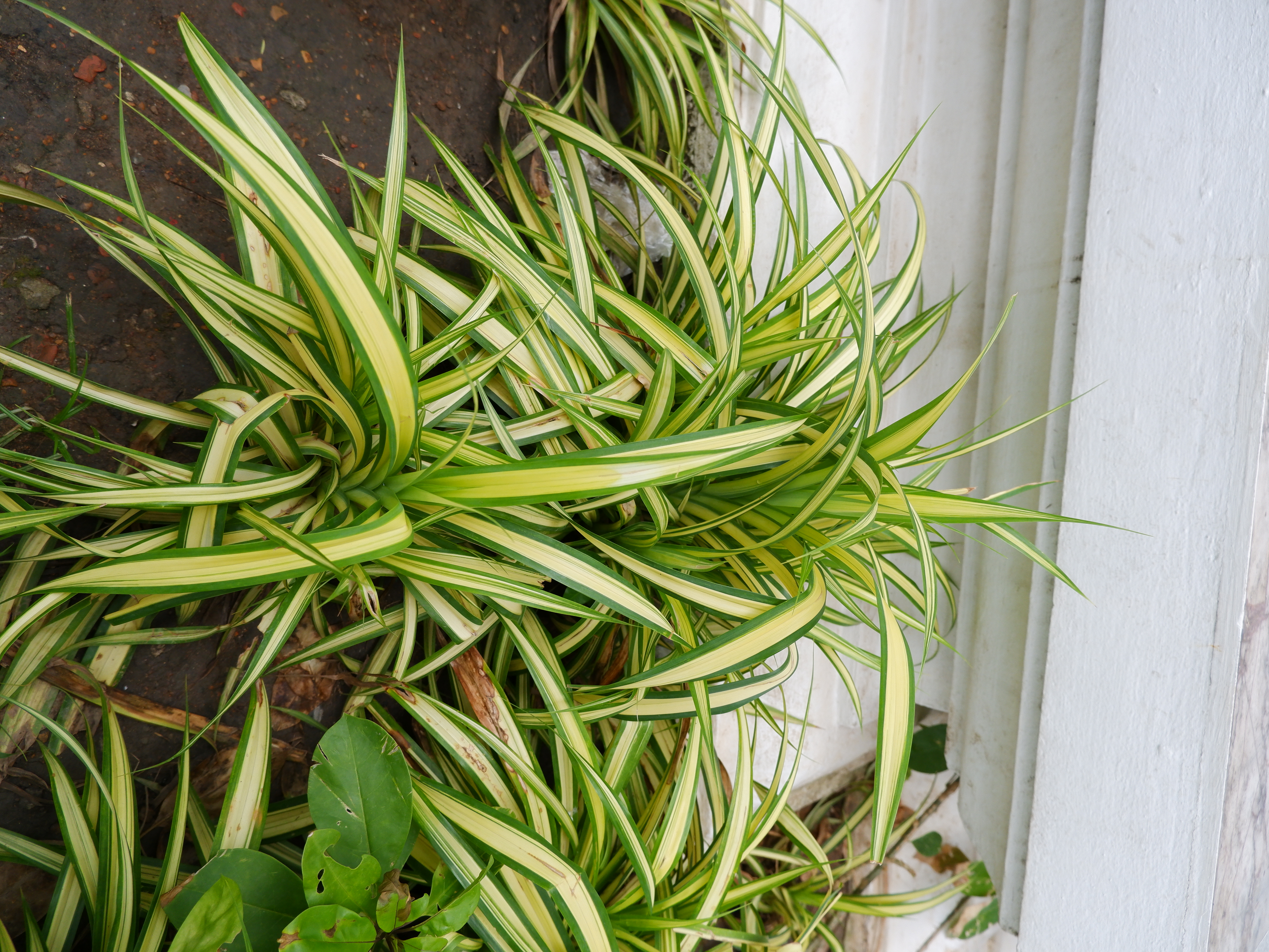 เตยด่าง