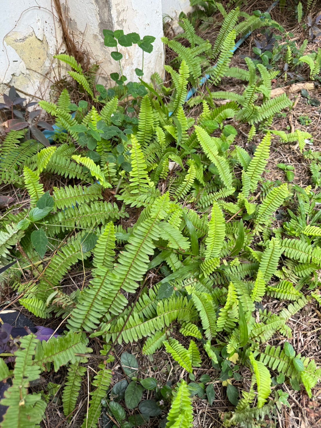 เฟินใบมะขาม