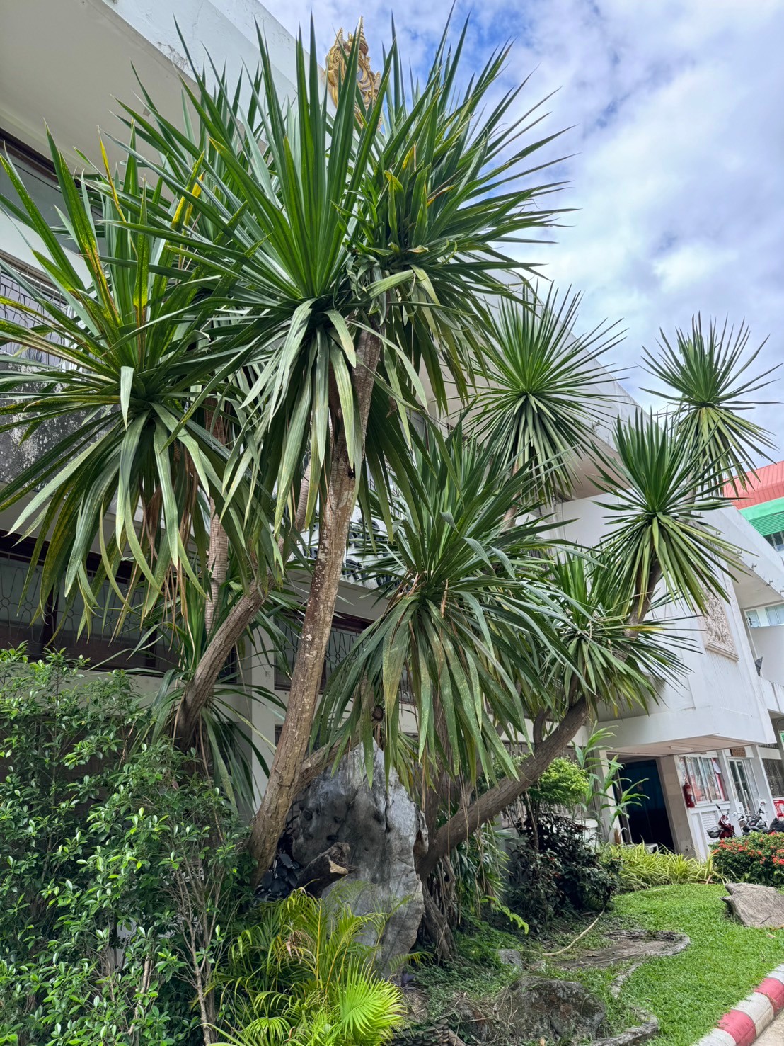  จันทร์แดง