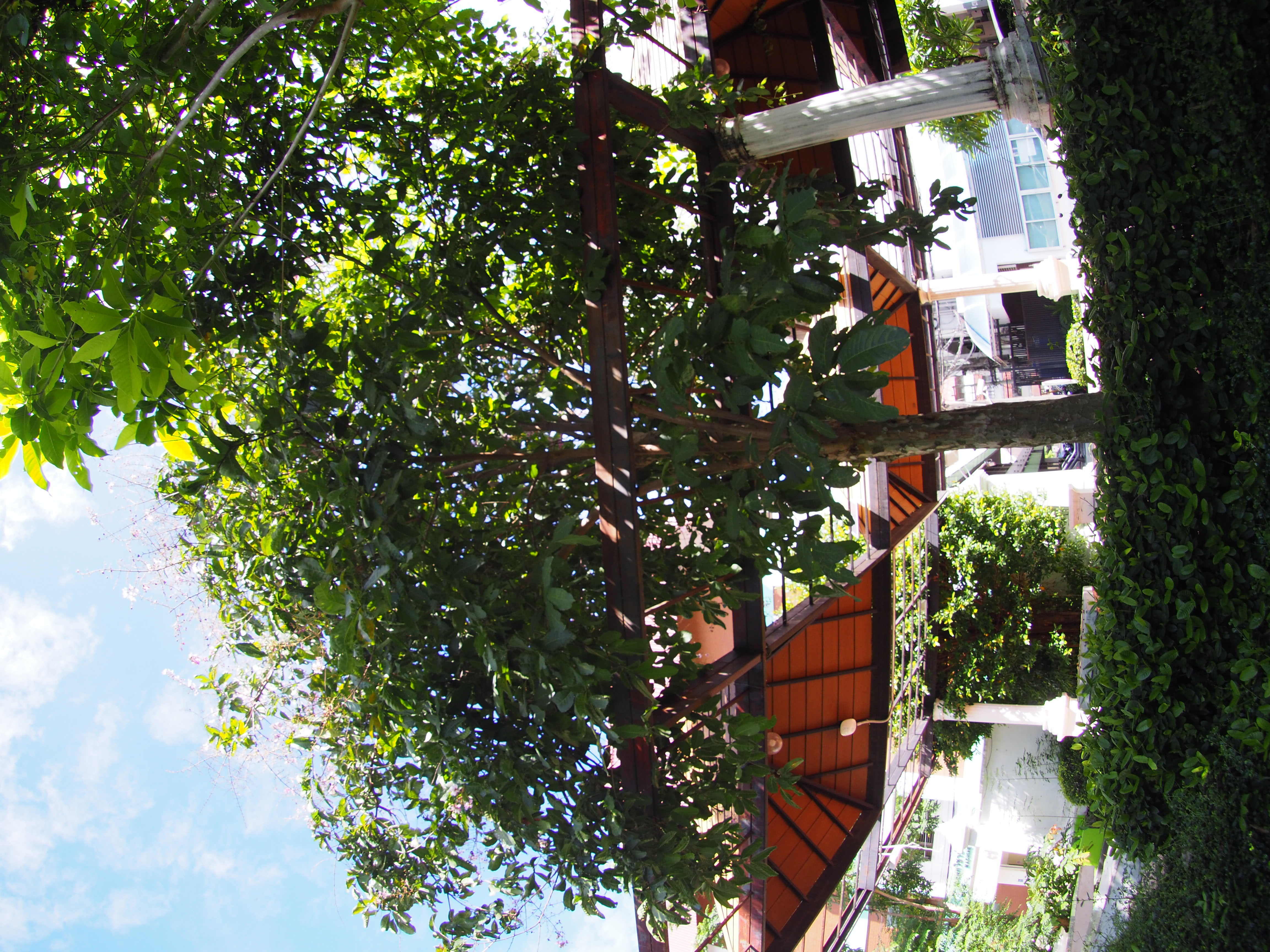 ตะแบกน้ำ