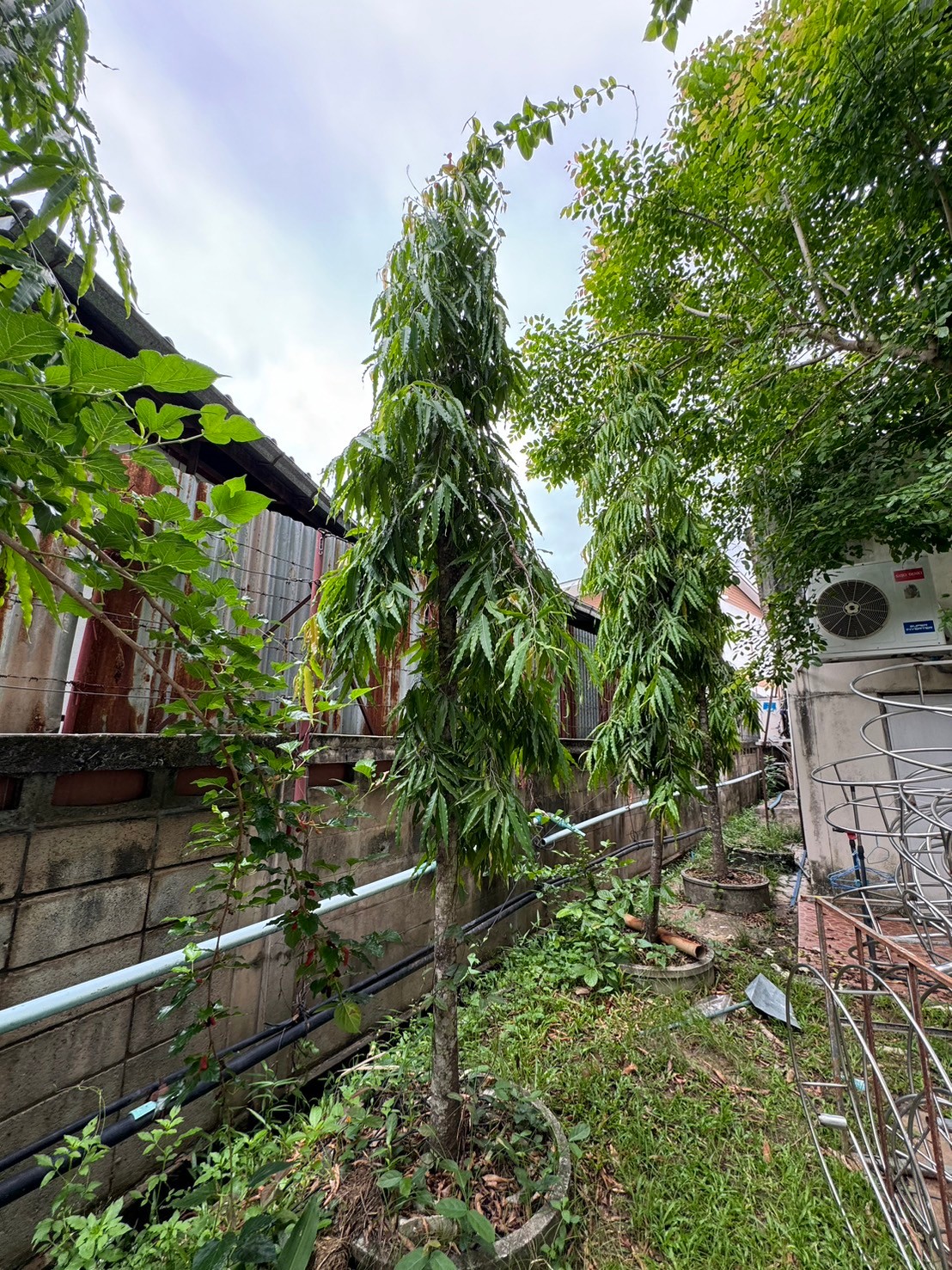 อโศกเซนคาเบรียล