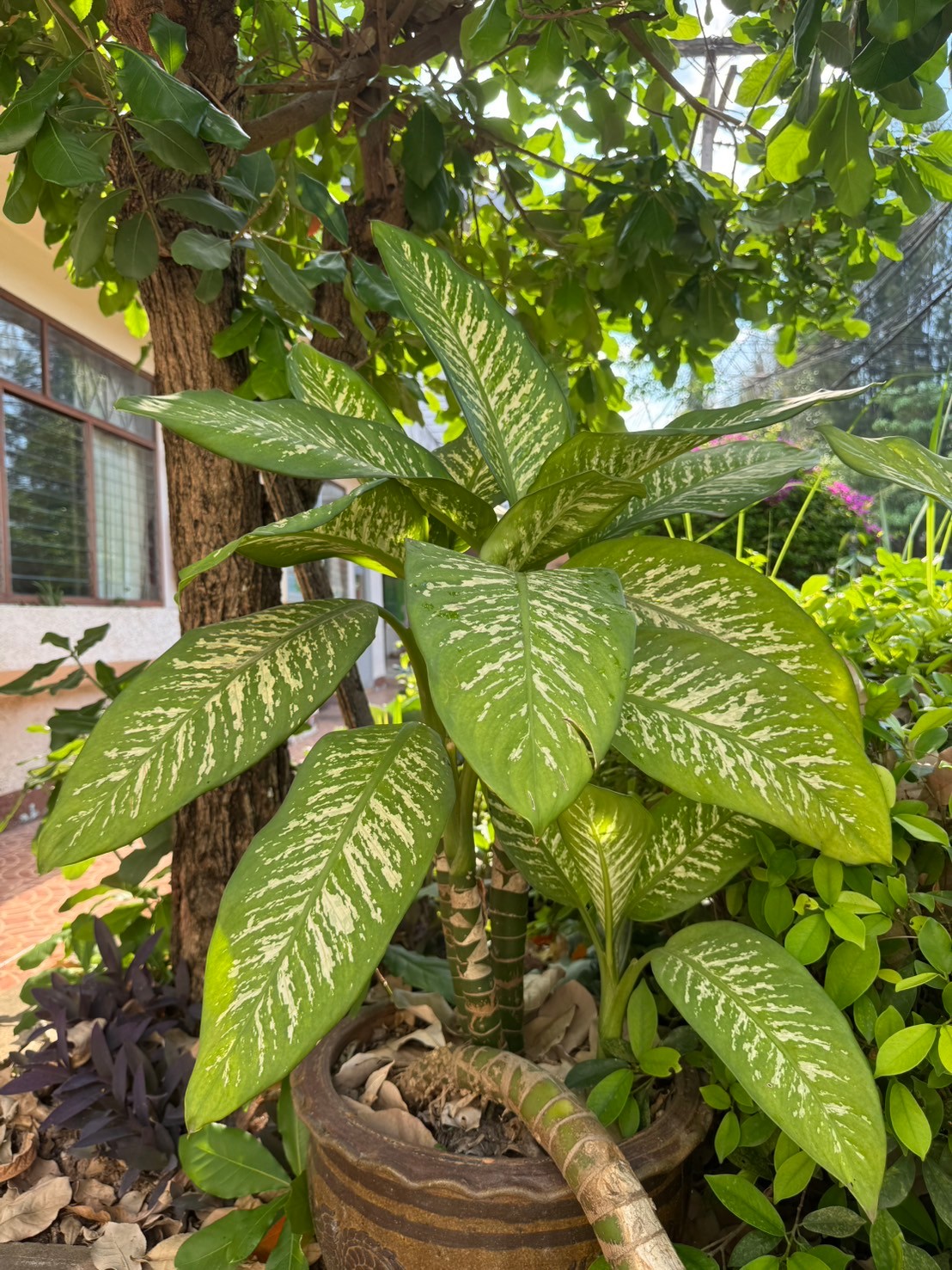 ว่านหมื่นปี