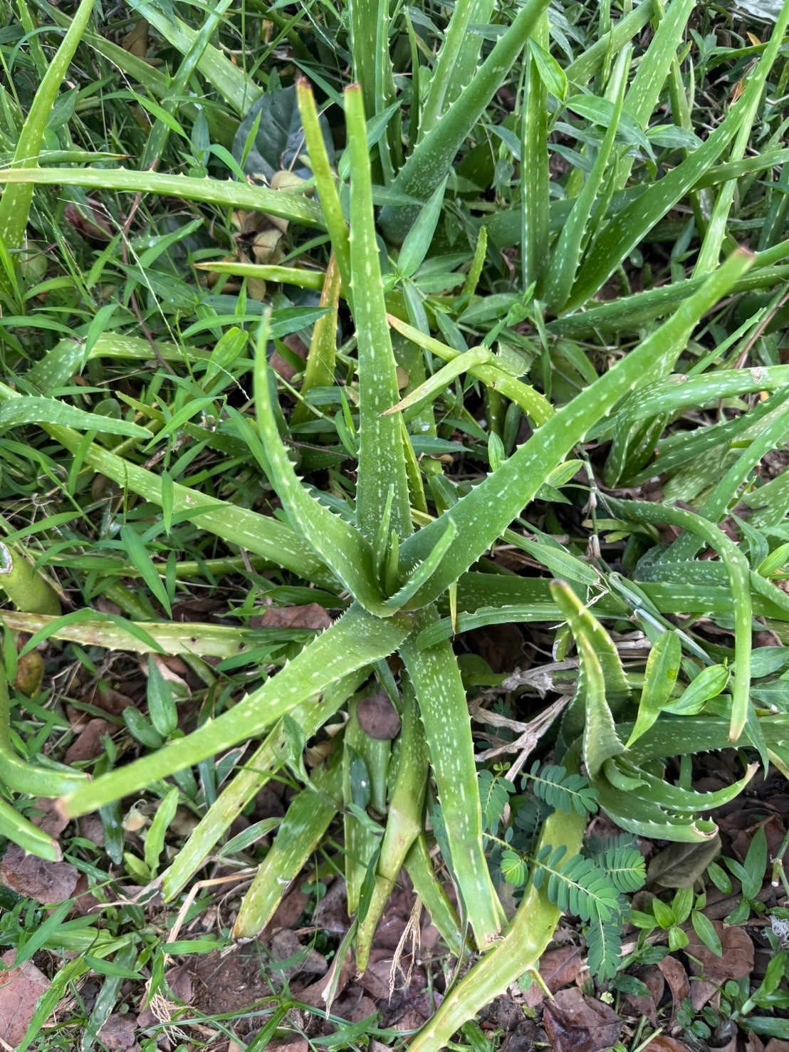 ว่านหางจระเข้