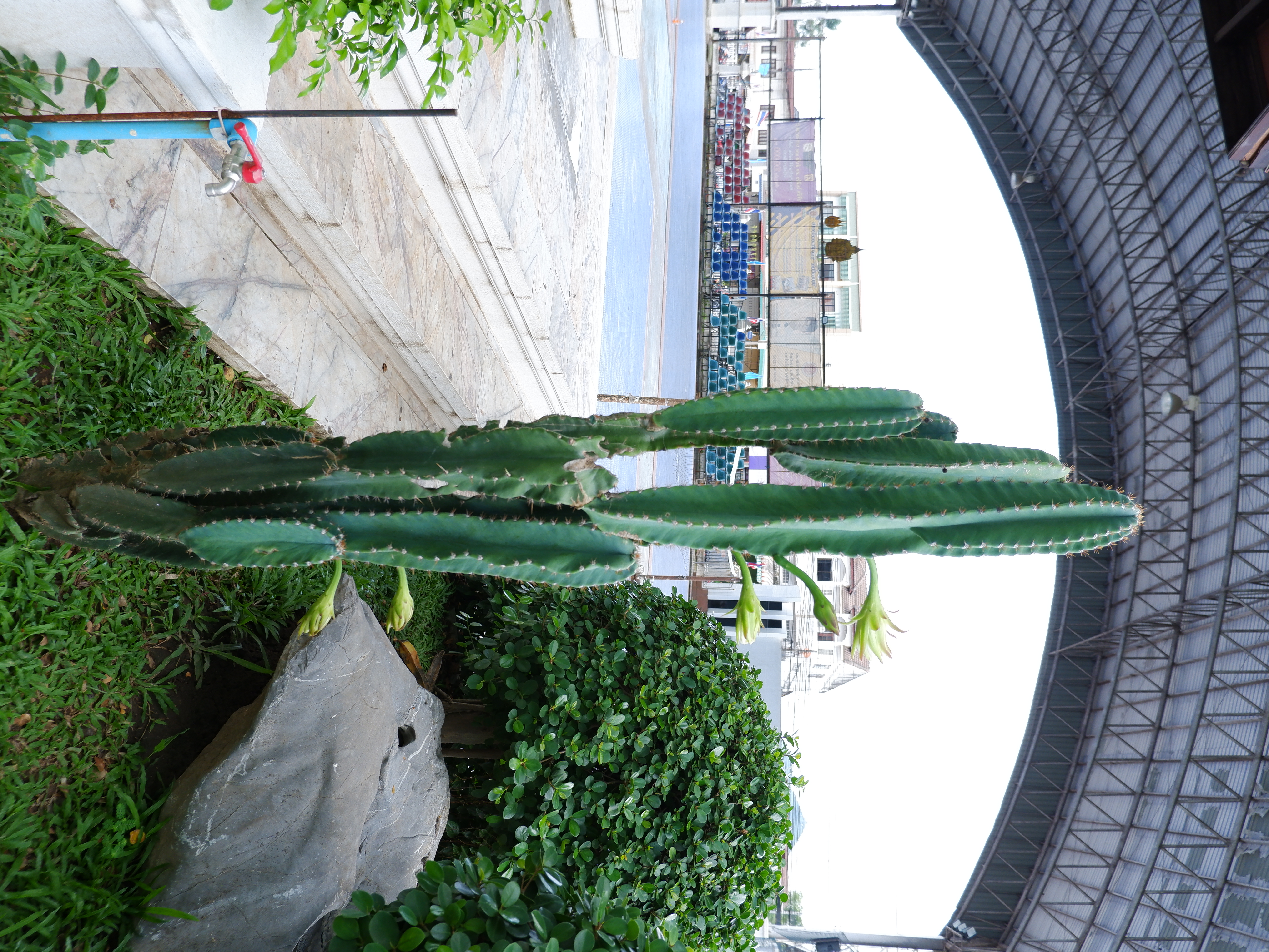 กระบองเพชร