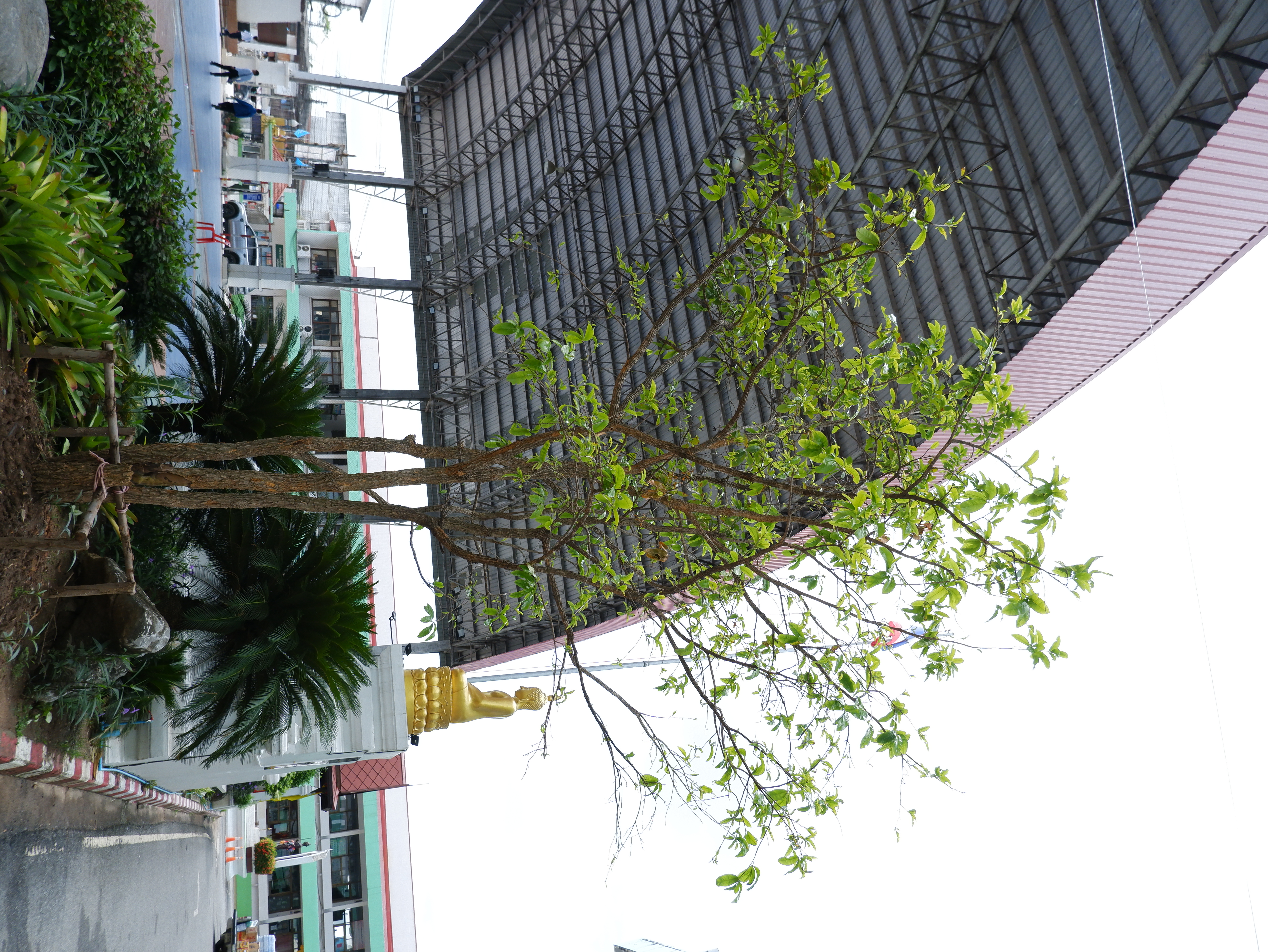  ช้างน้าว