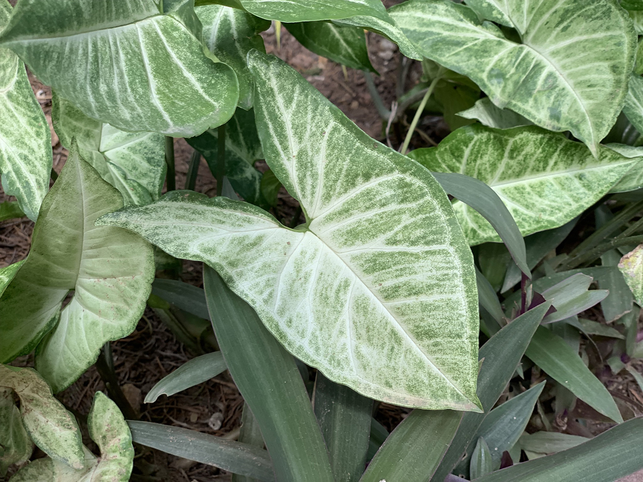 เงินไหลมา