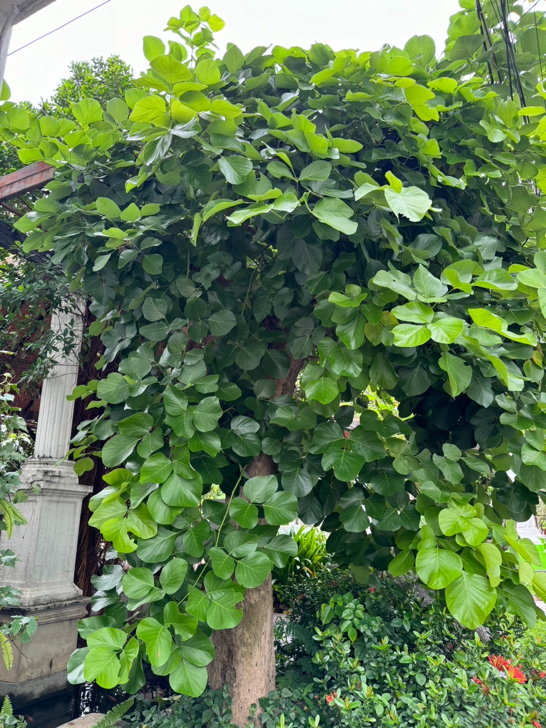 ทองกวาว