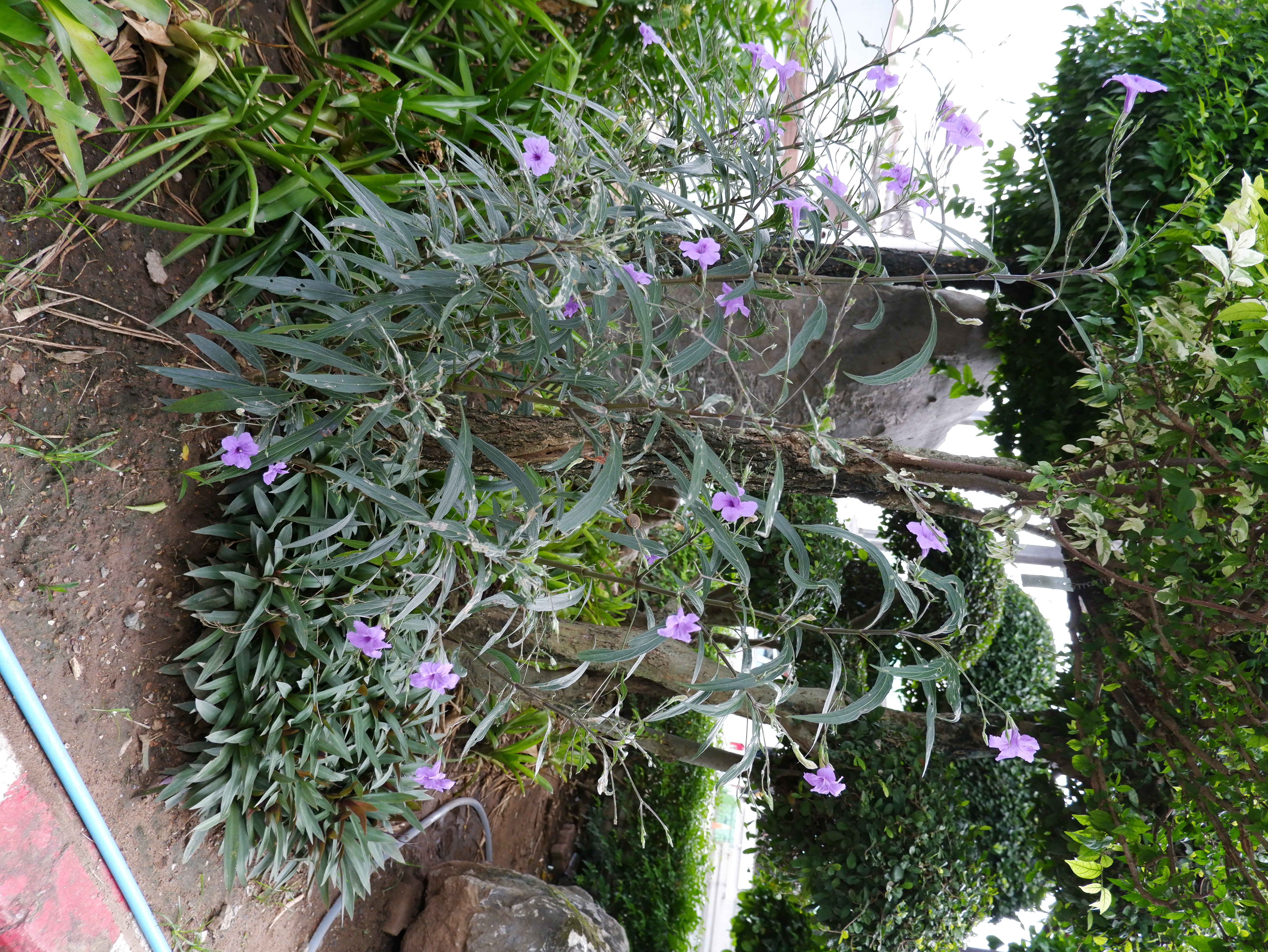 ต้อยติ่งเทศ