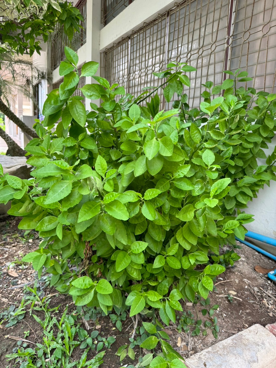 แสยกใบเขียว