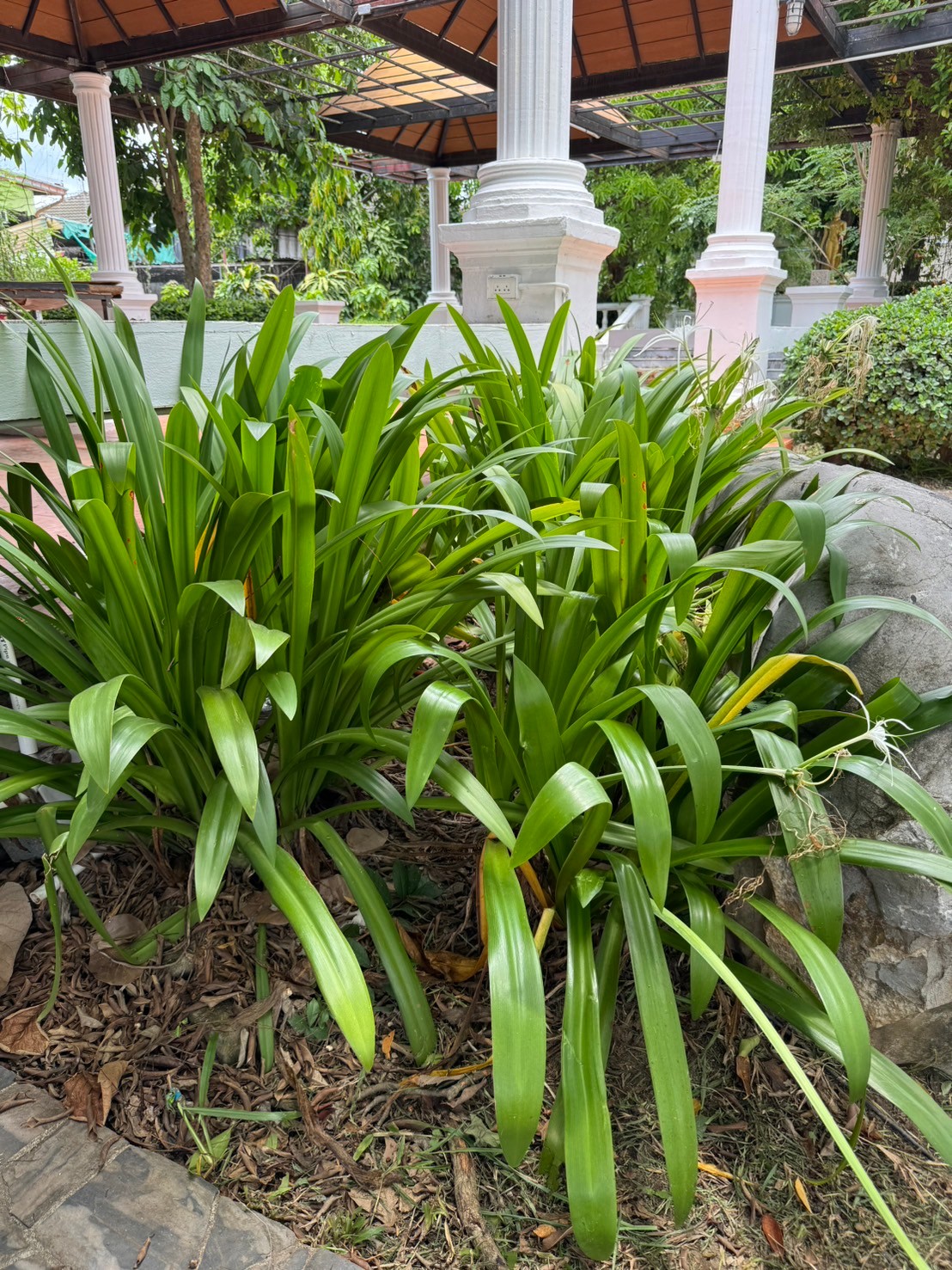 พลับพลึง