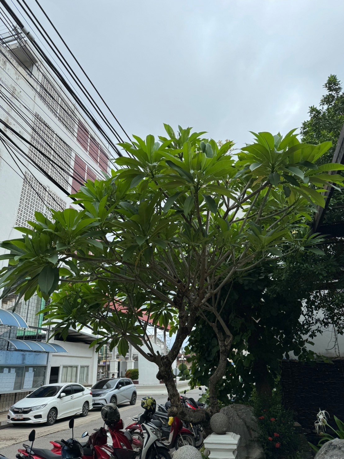  ลั่นทมขาว