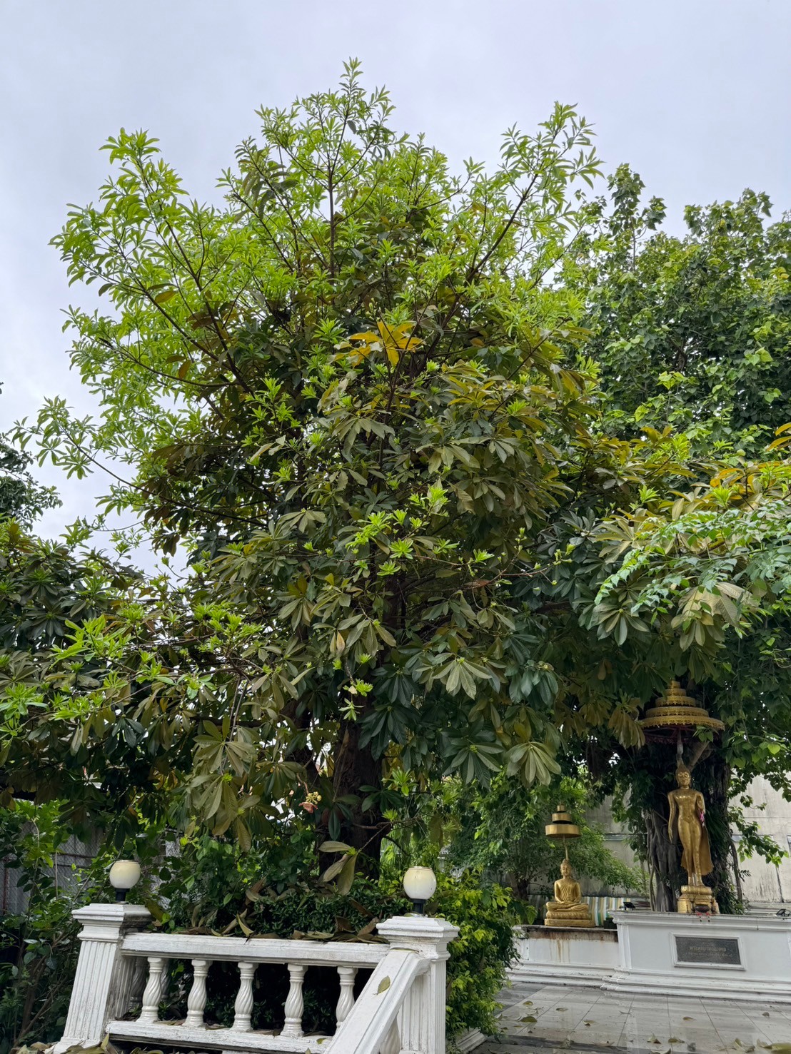 สาละลังกา