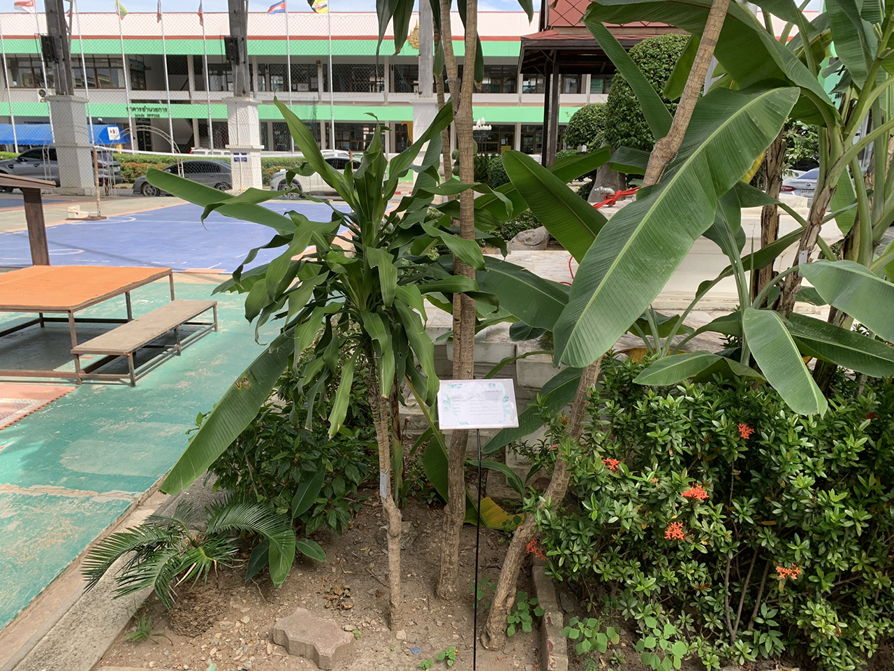 ประเดหวี