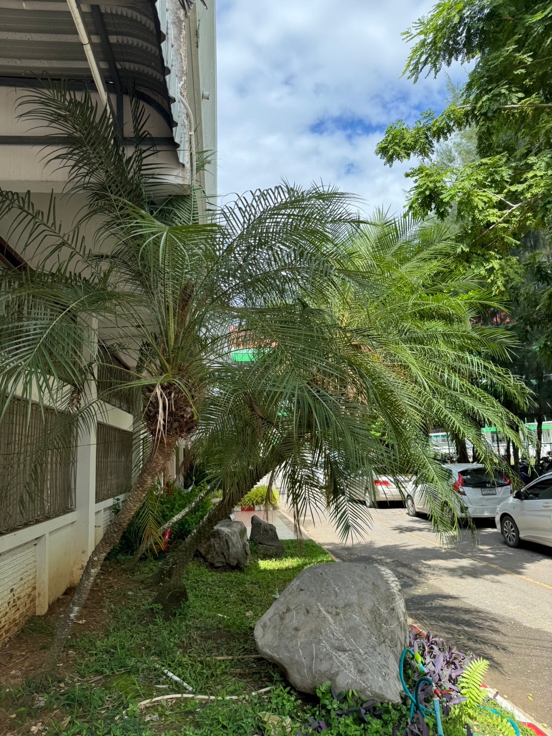 ปาล์มสิบสองปันนา