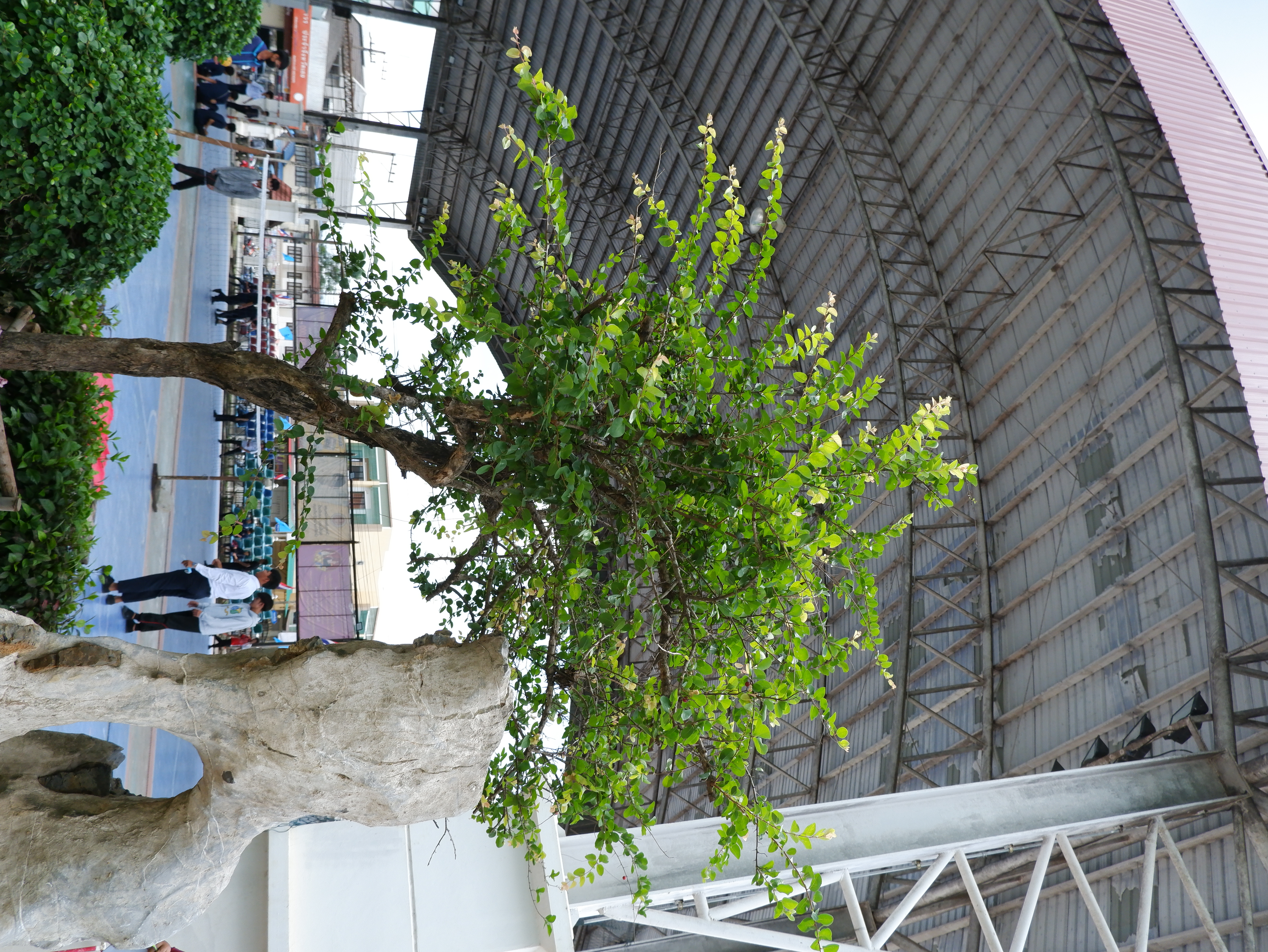 ตะขบป่า