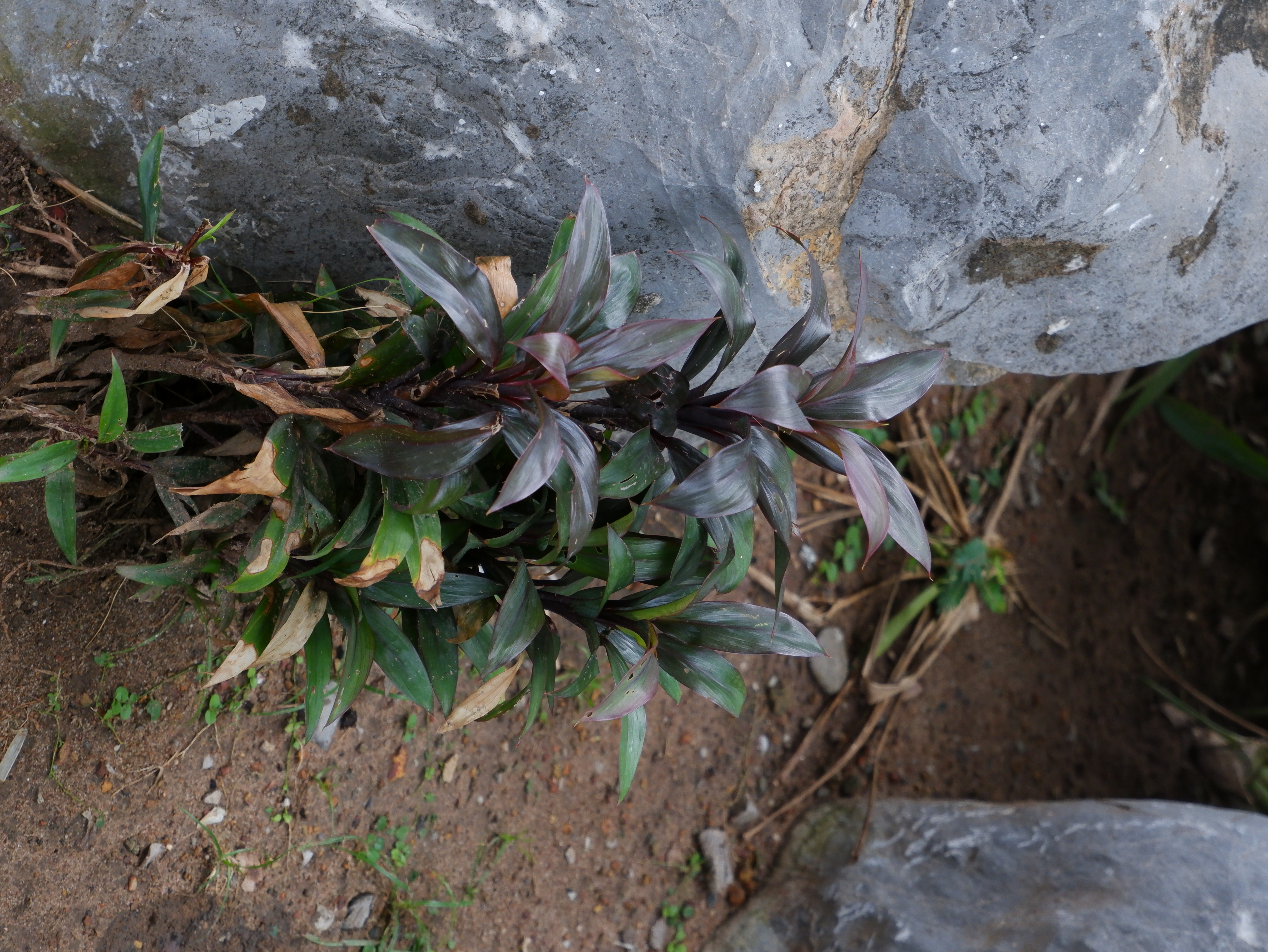 มะผู้มะเมีย