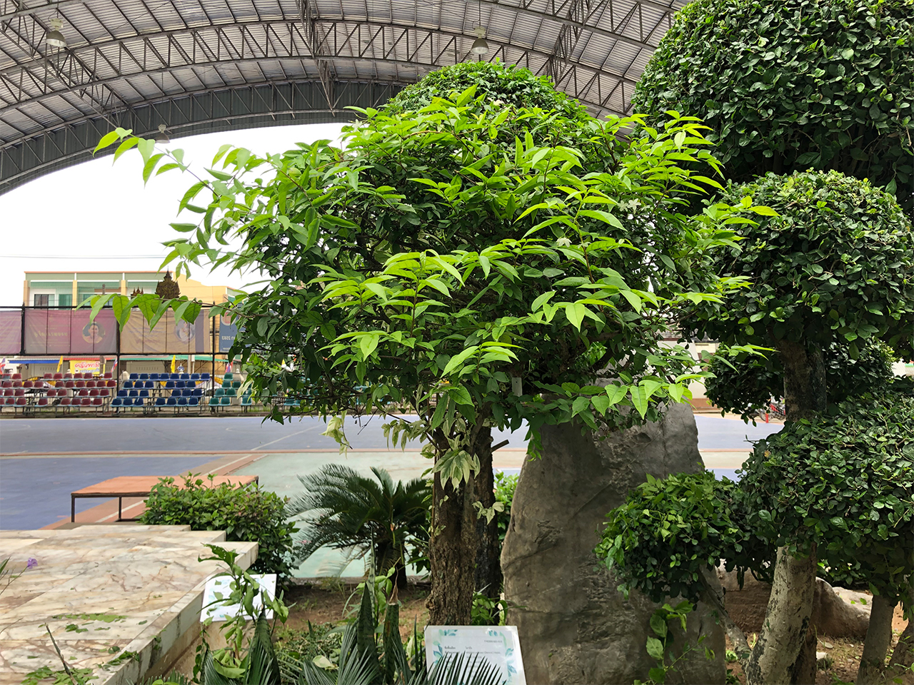  โมกบ้าน