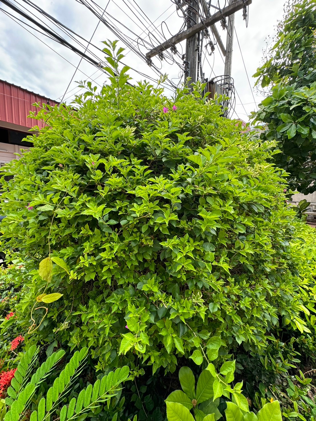 เฟื่องฟ้า 