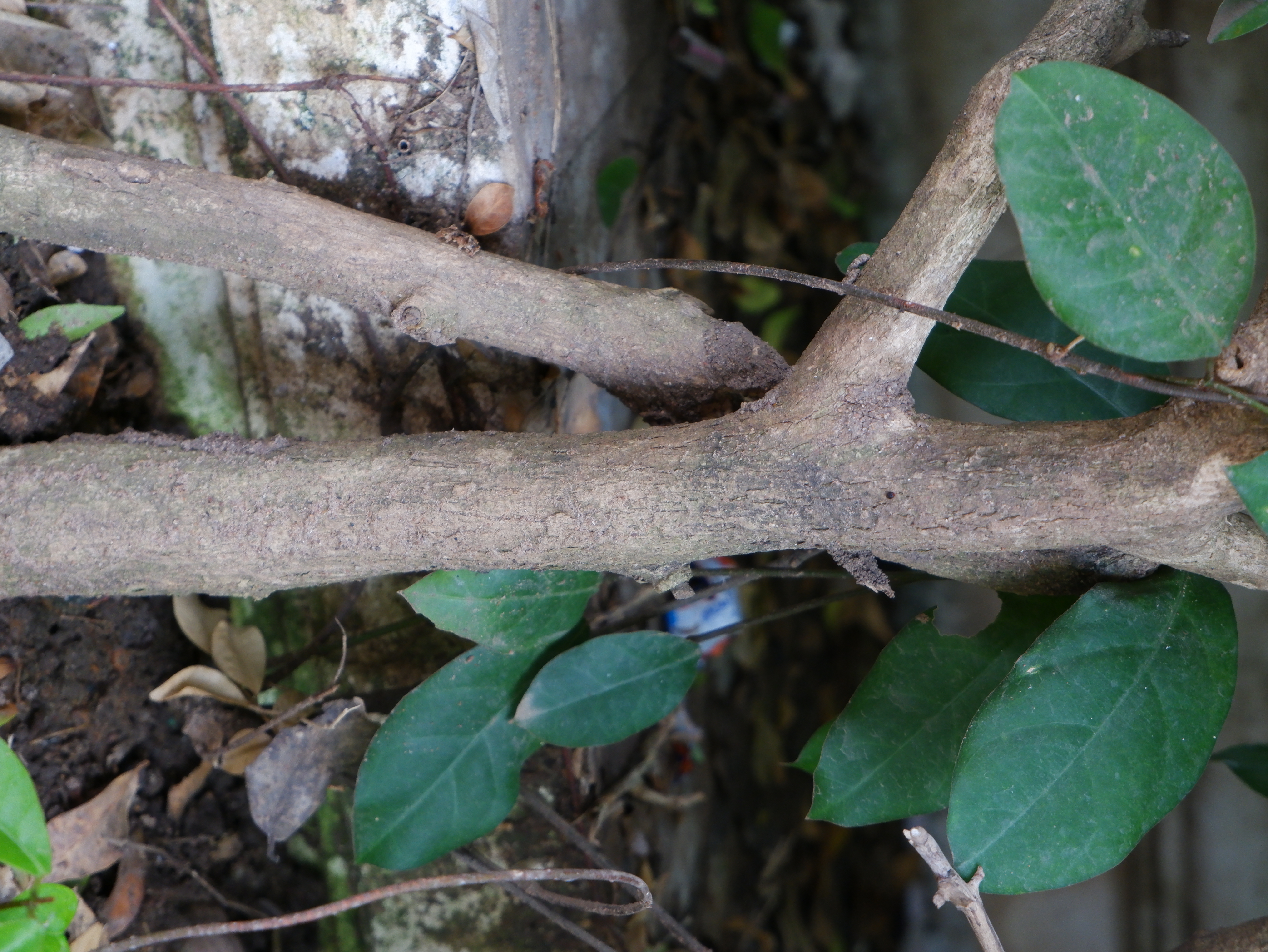 ฟองสมุทธ