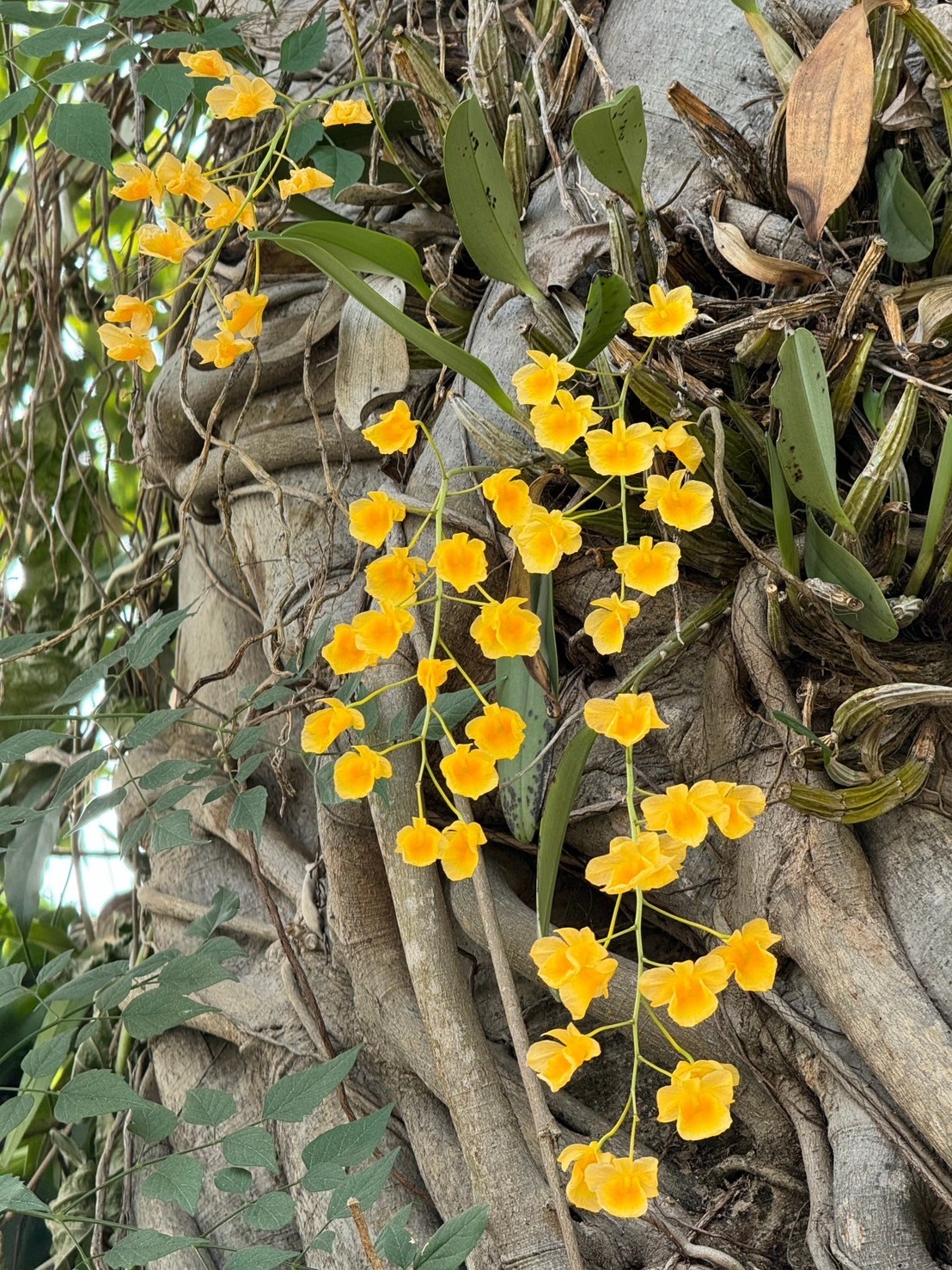 เอื้องผึ้ง