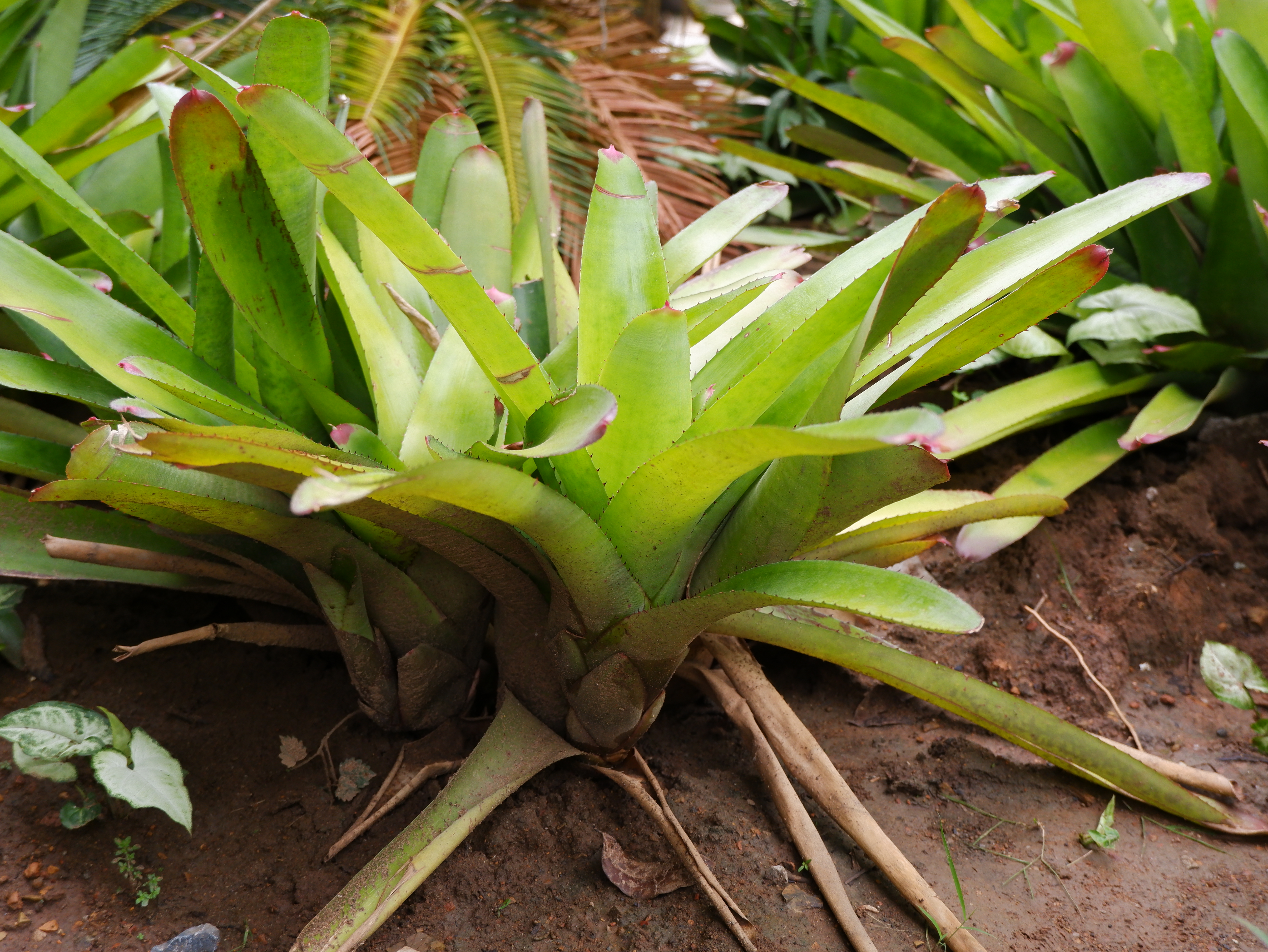 สับปะรดสี