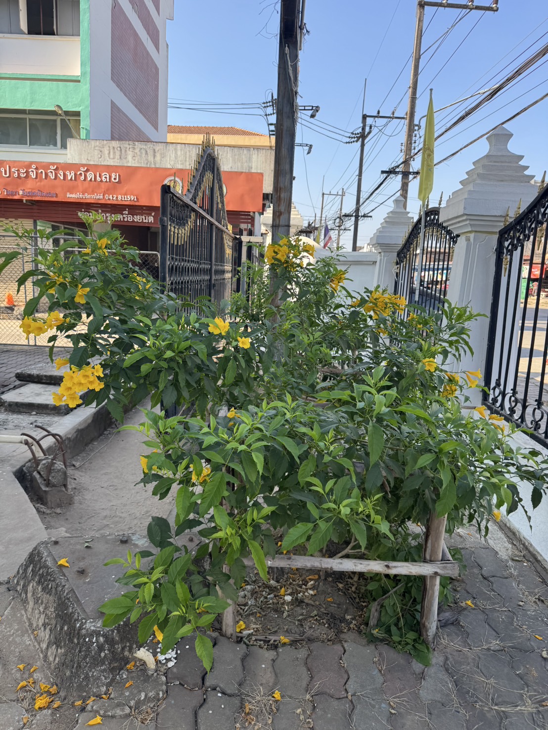 ทองอุไร