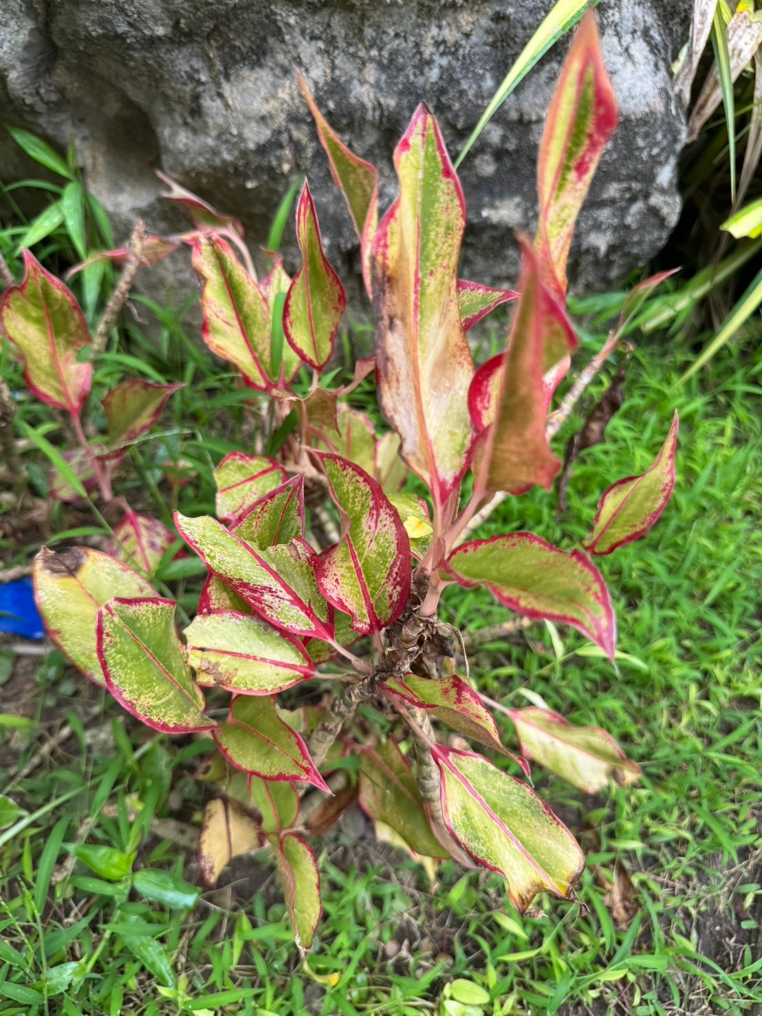 แสงเงินแสงทอง