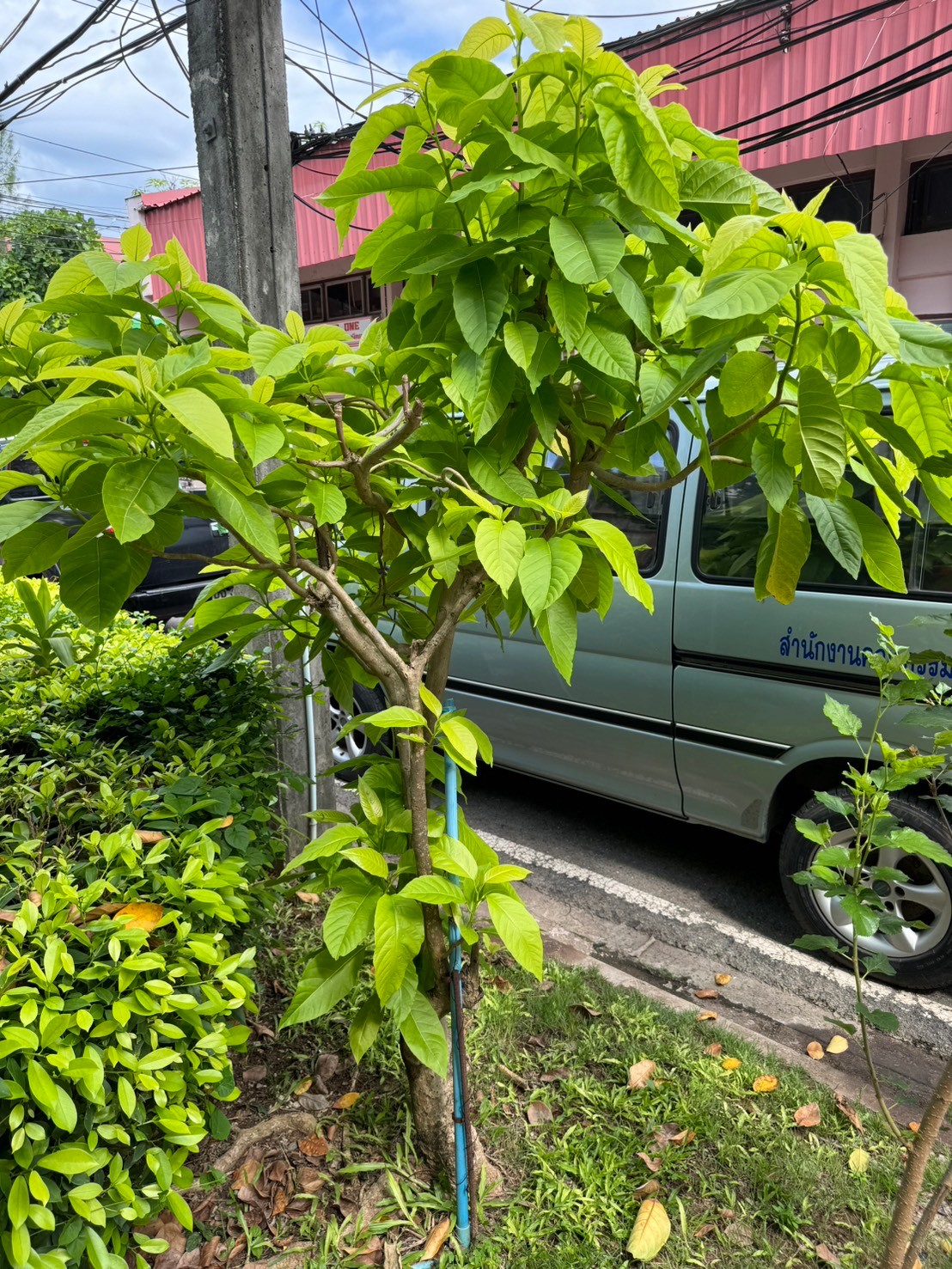 แสงจันทร์