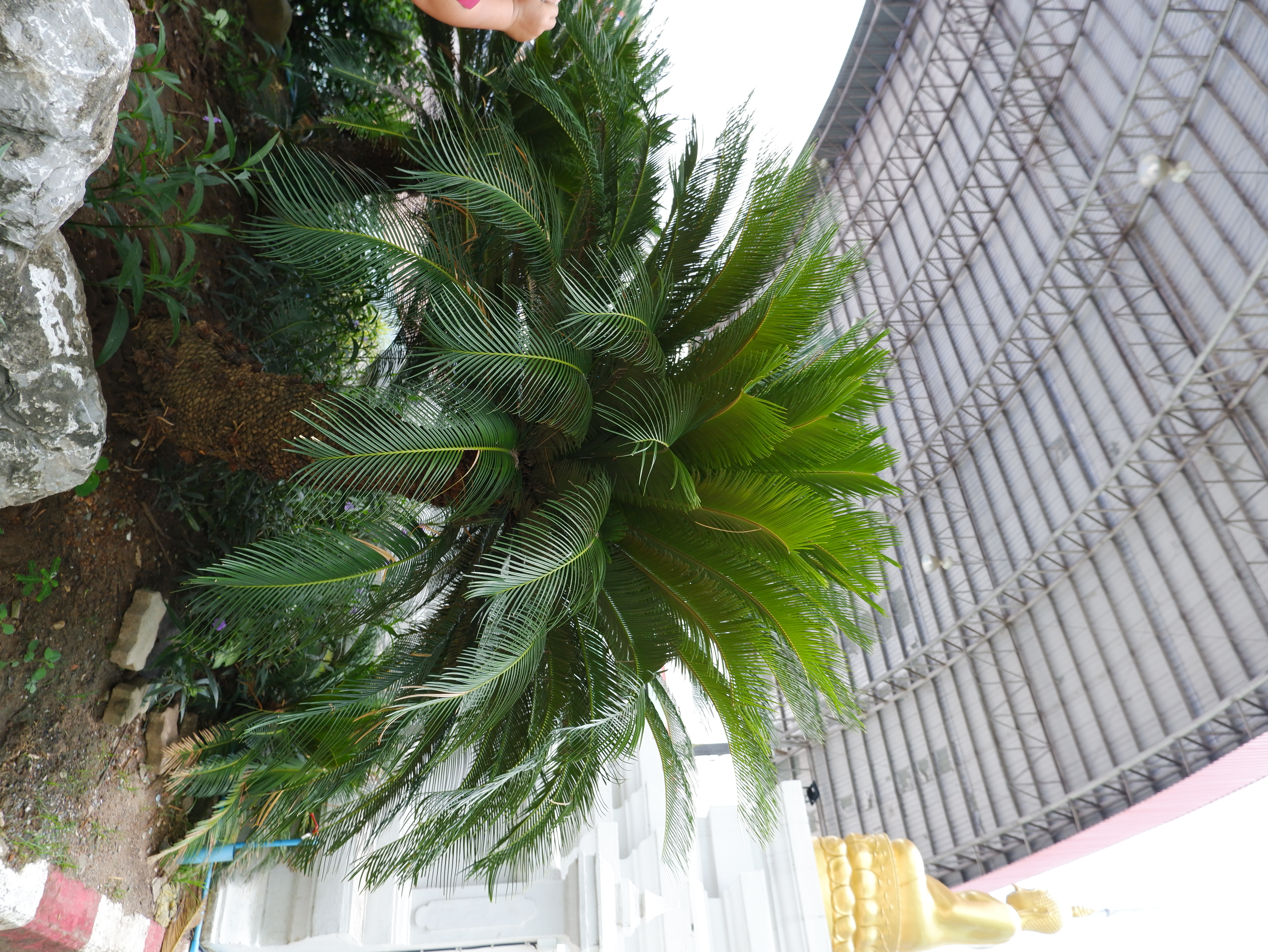 ปลงญี่ปุ่น