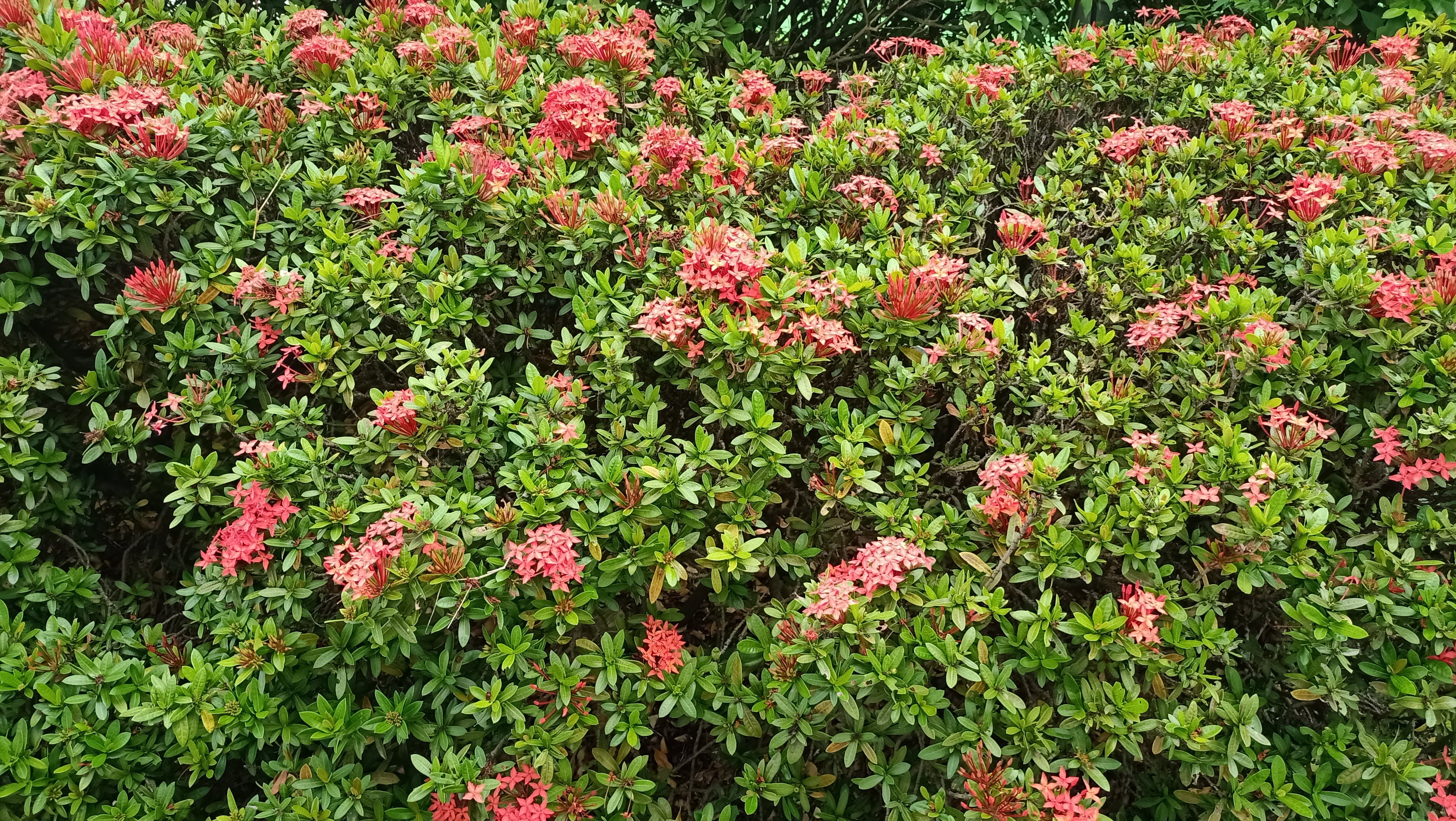 เข็มญี่ปุ่น