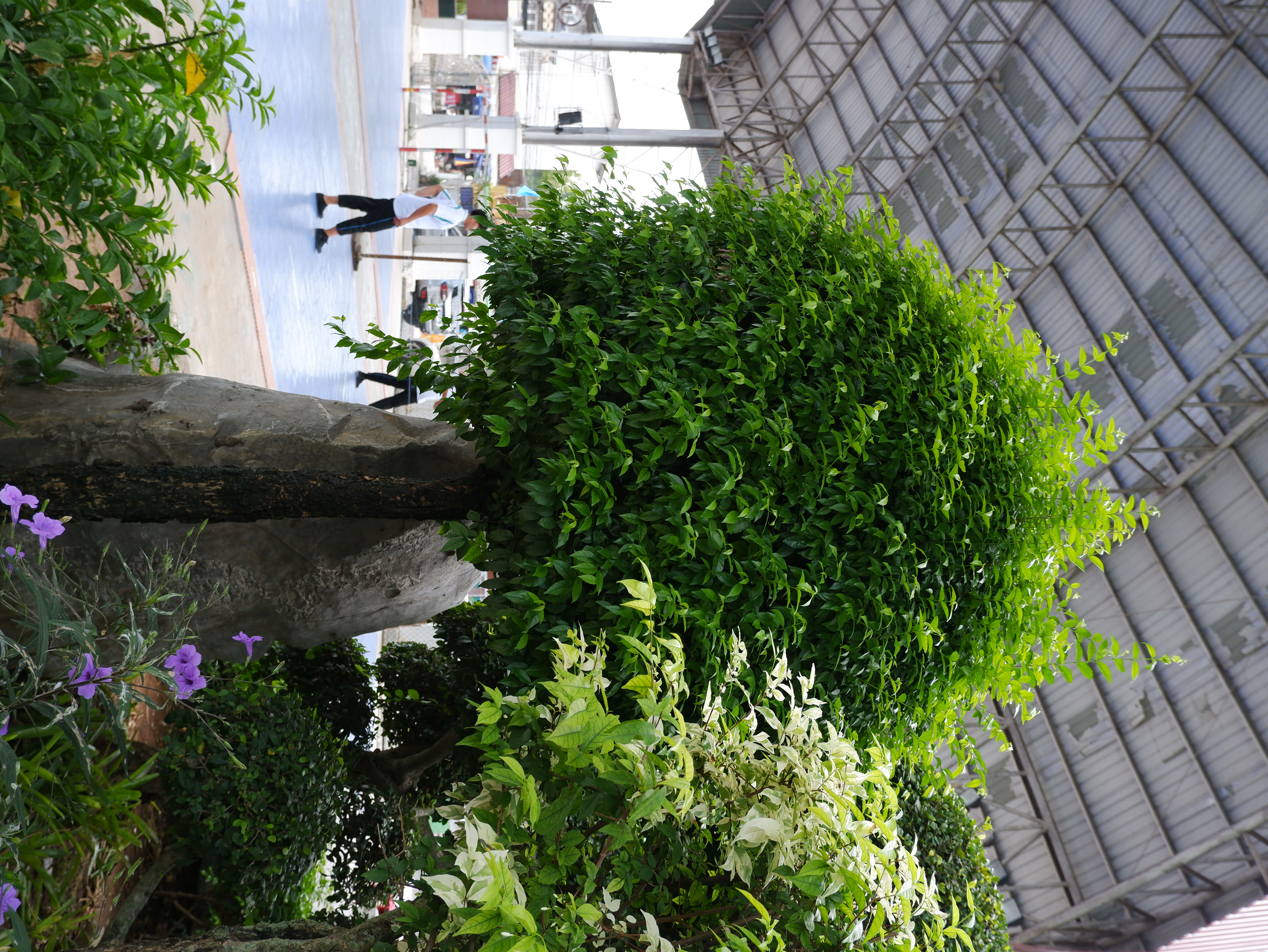 โมกบ้าน