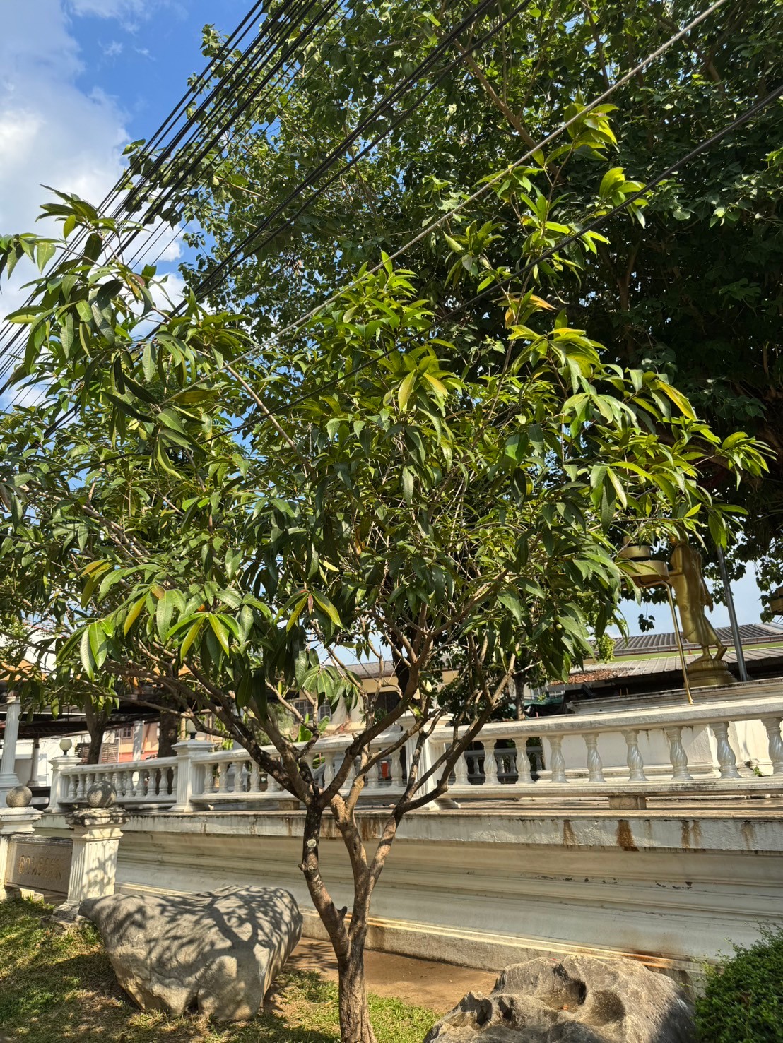 ชมพู่น้ำดอกไม้