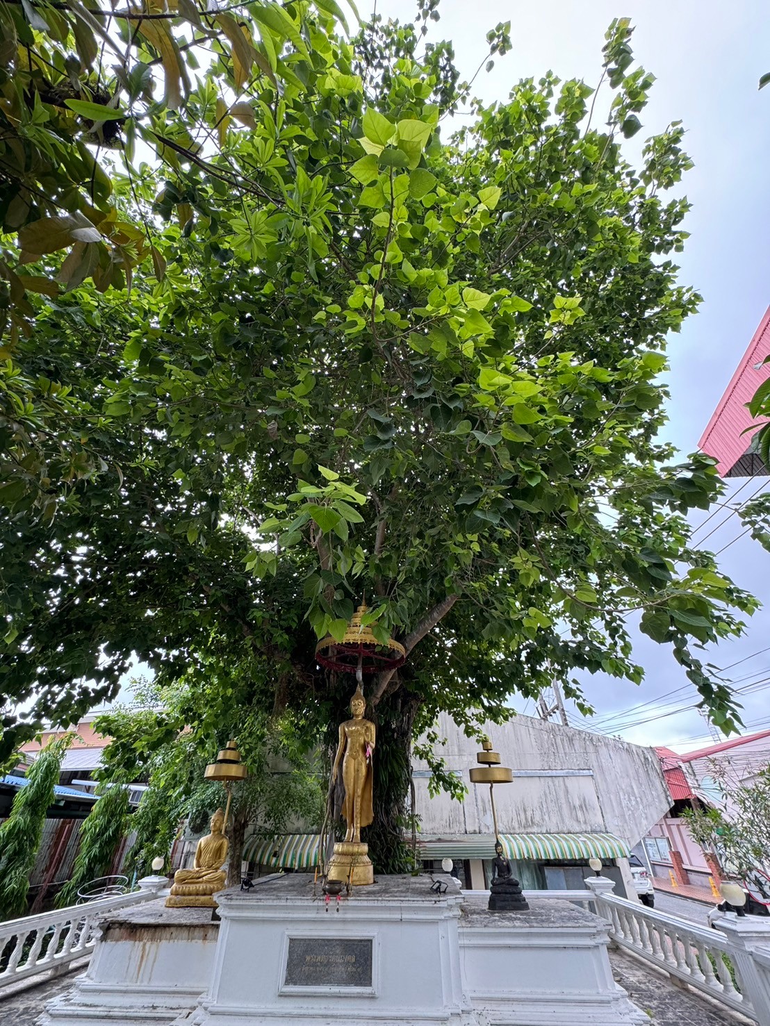 โพขี้นก