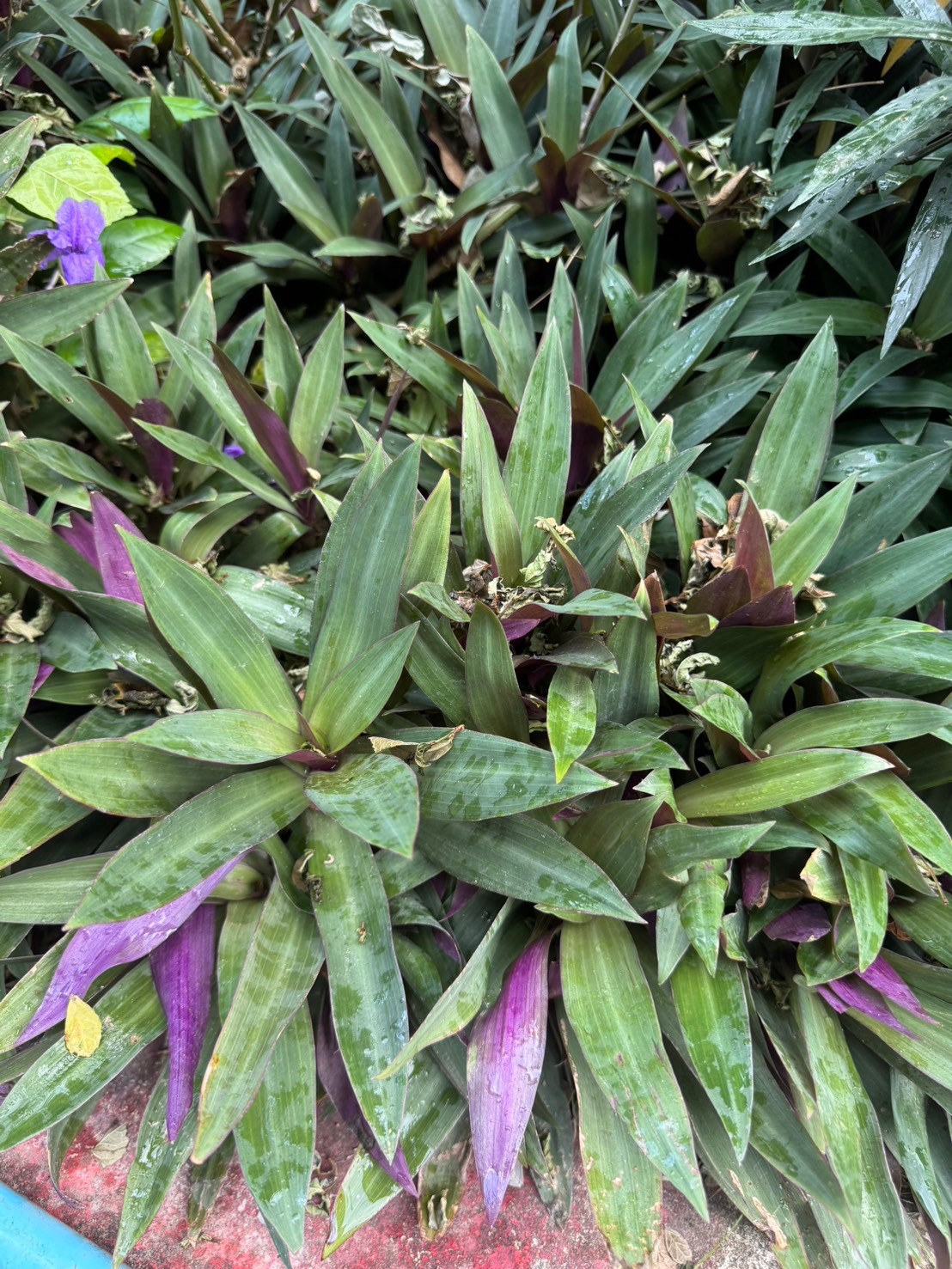  ว่านหอยแครง