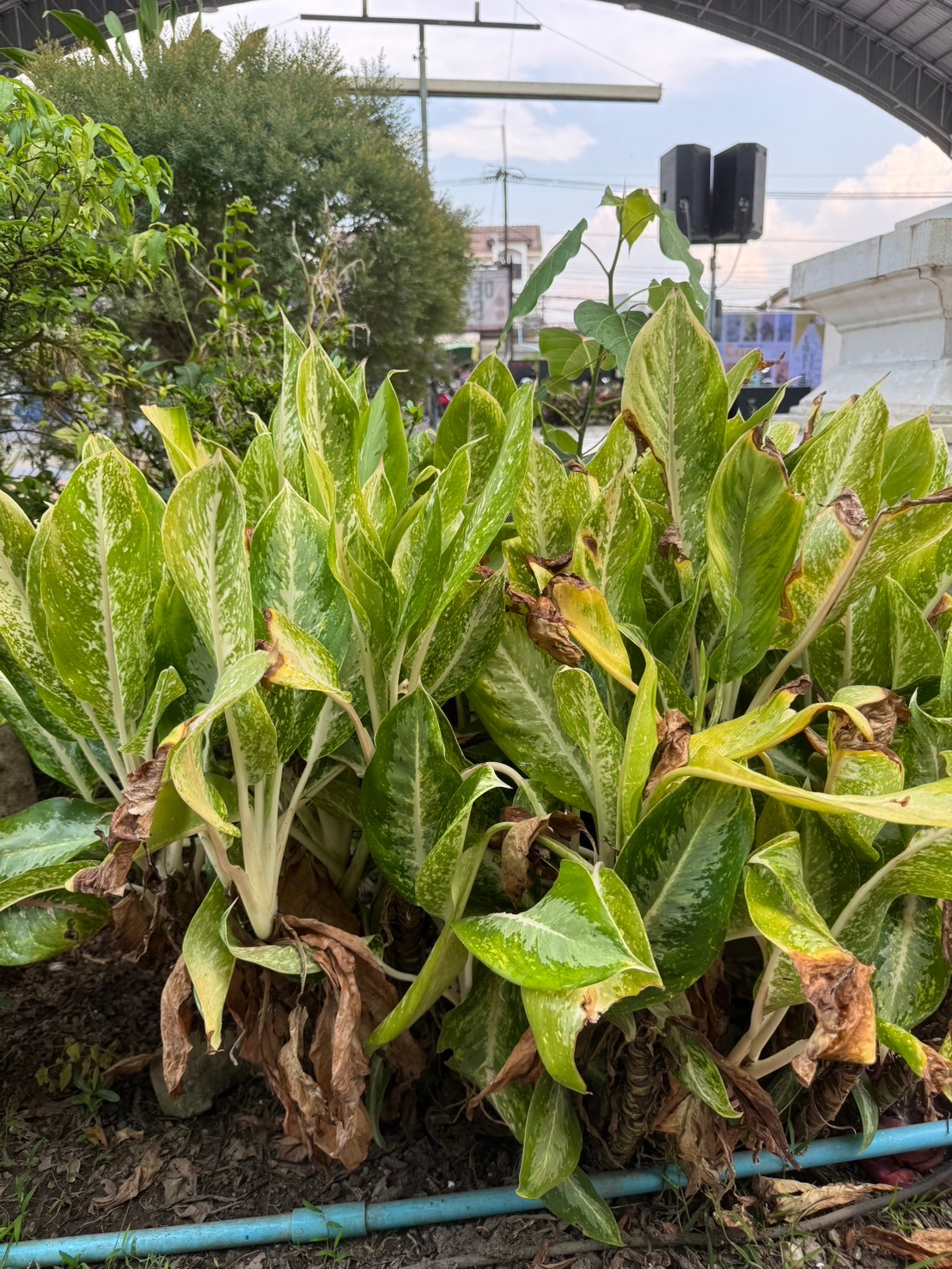 บัลลังเงิน