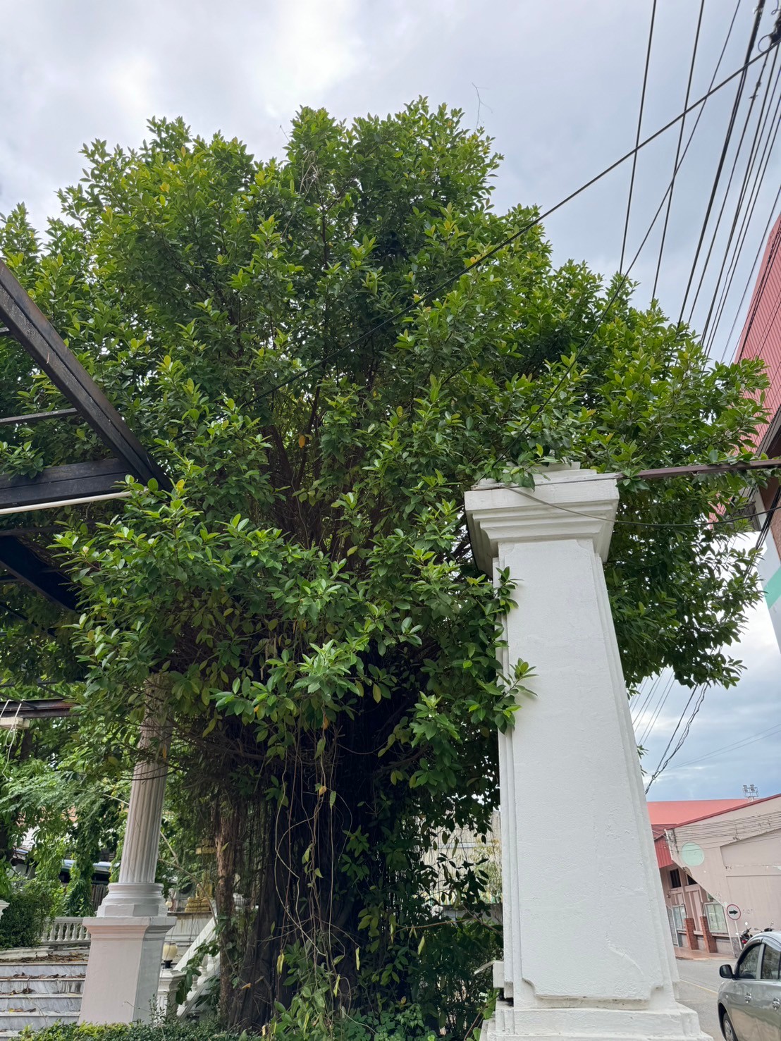 ไทรย้อย