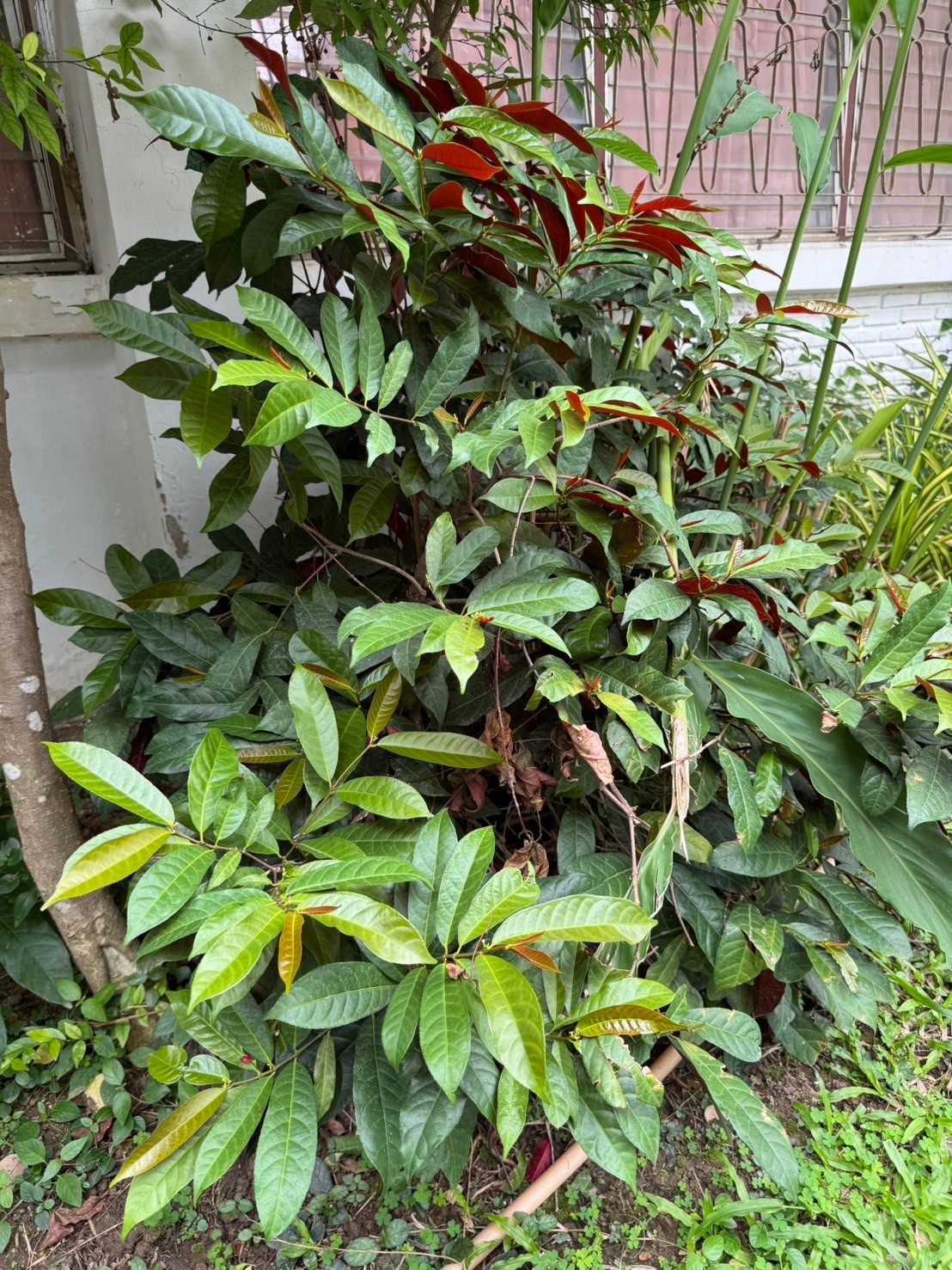 กระบือเจ็ดตัว