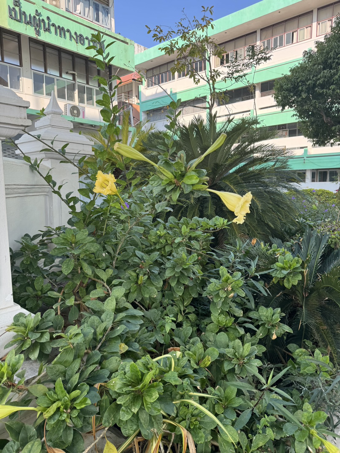 ถ้วยทอง