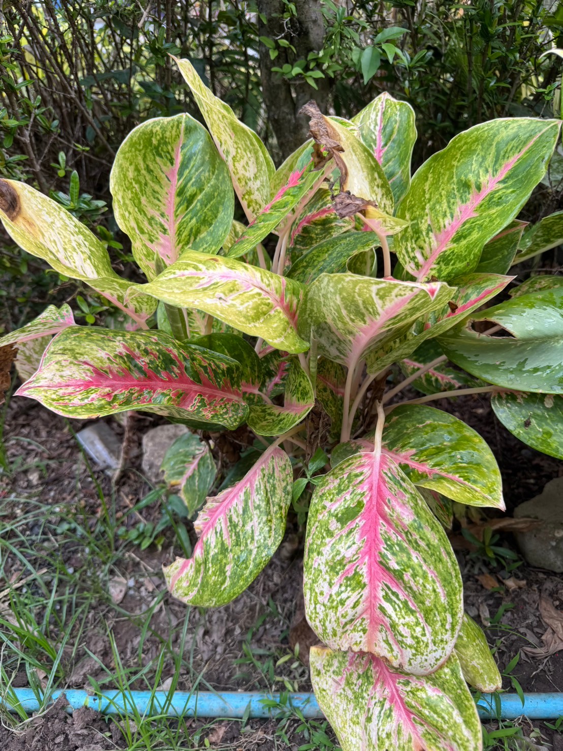 กวักเงินกวักทอง