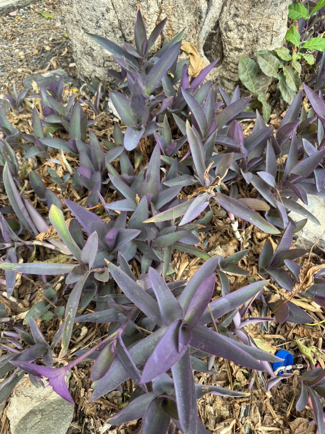 หัวใจม่วง