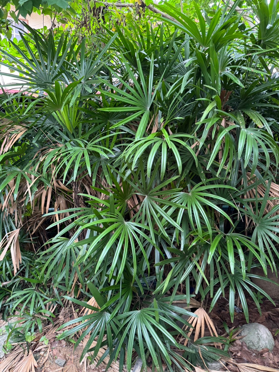 จั๋งจีน